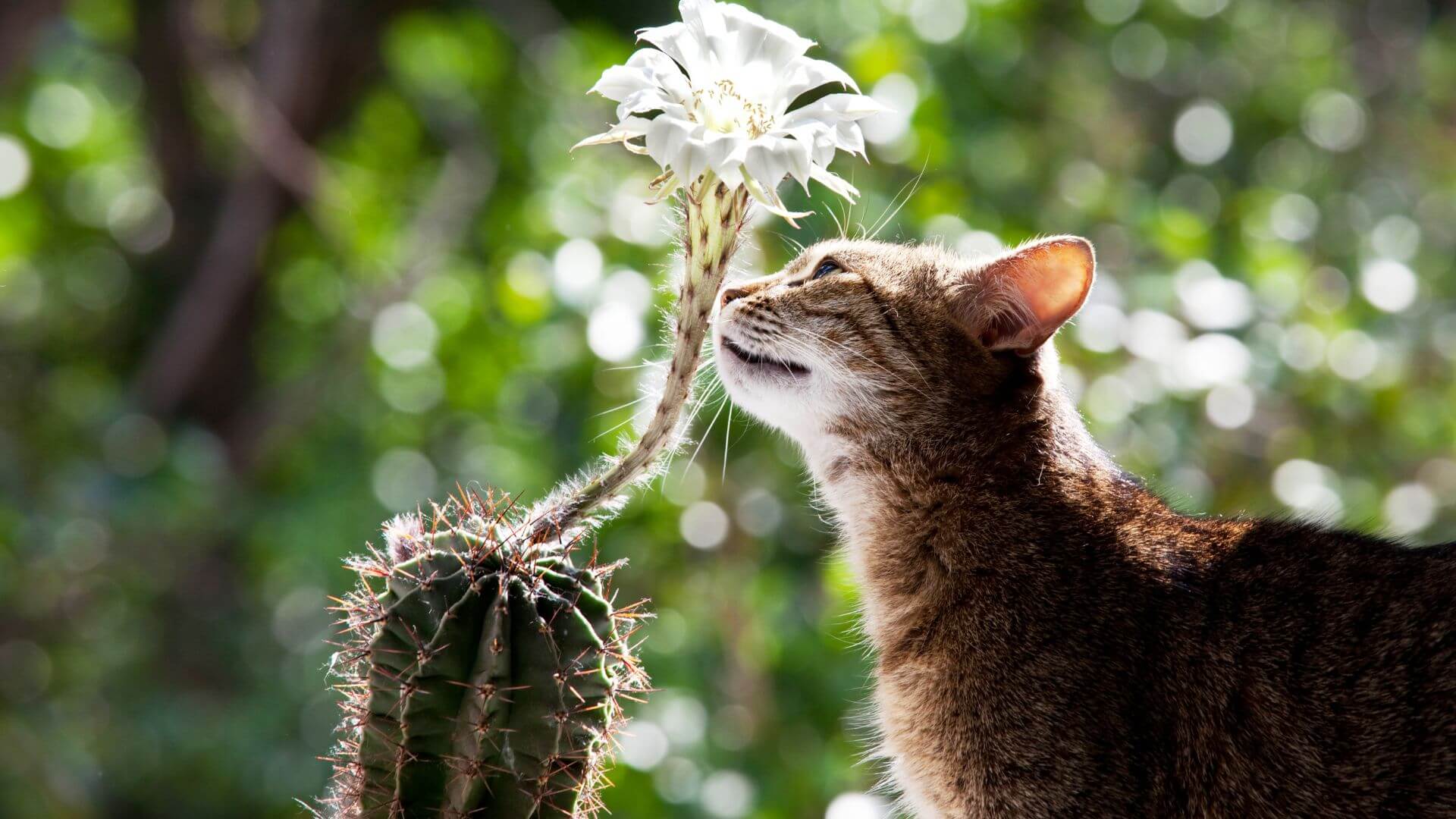 Cat sniffing a cactus