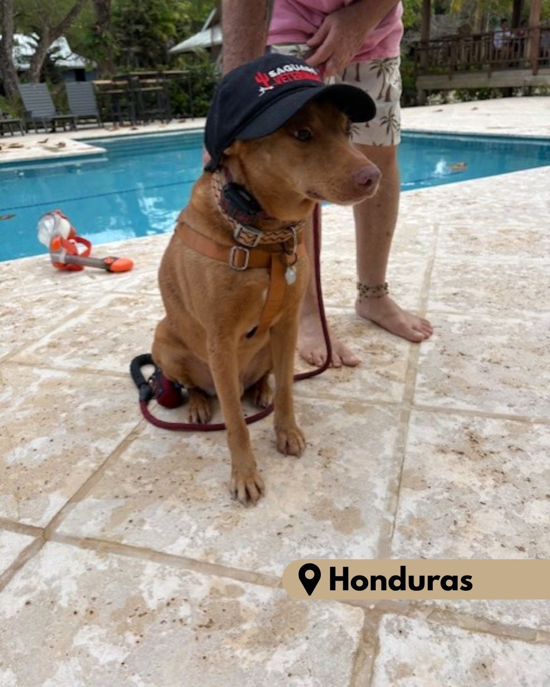 A dog sits in a Saguaro hat next to a pool in Honduras. 