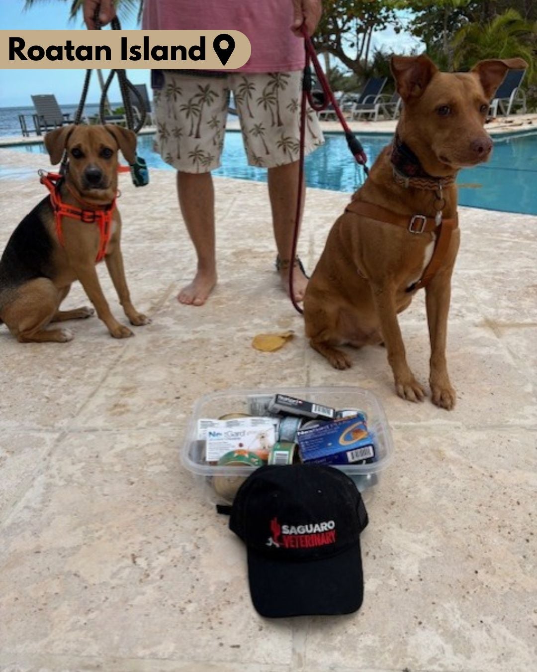 Two dogs sit next to a pool with a Saguaro Vet hat. 