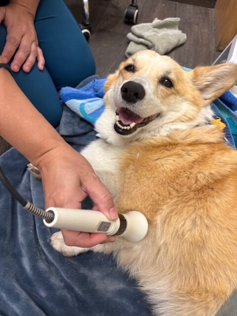 Dog Laser Therapy