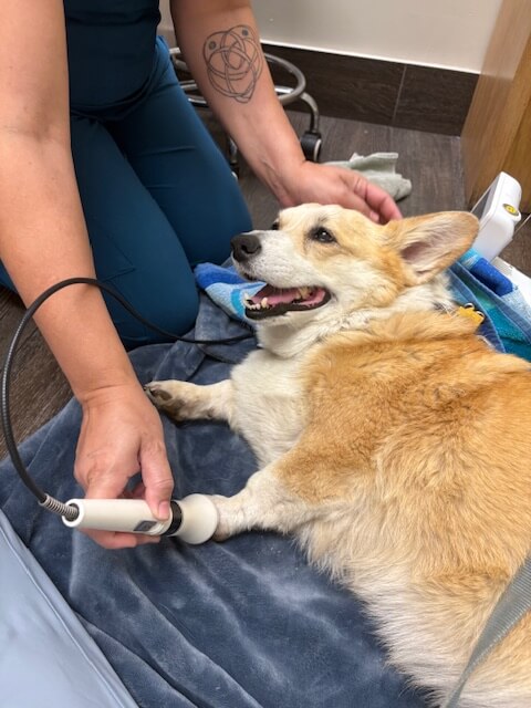 Canine Laser Therapy
