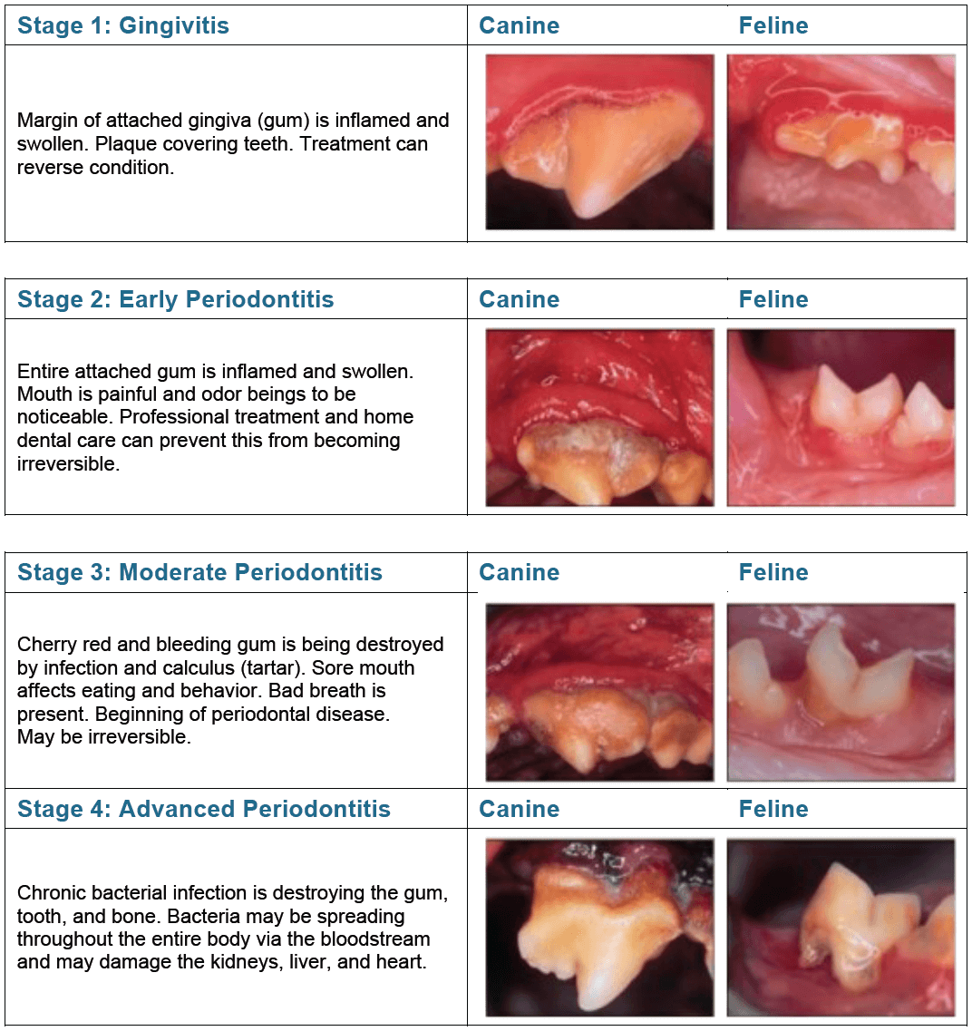 PeriodontalDisease