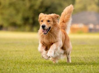 5 Great Large Dog Breeds for Families