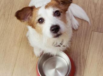 Are By-Products in Pet Food Really That Bad?