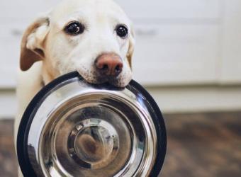 How Do I Choose a Diet for My Dog? Top Tips for Avoiding Information Overload