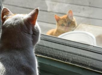 Indoor vs. Outdoor Cats: Health Risks and Benefits
