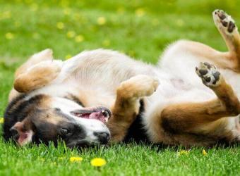 Is My Dog Allergic to Grass?