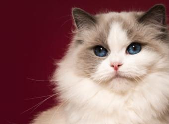 The 4 Best Cat Breeds for First-Time Cat Owners