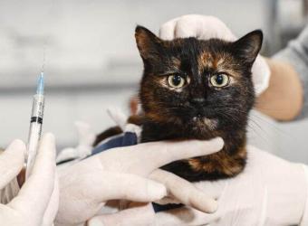 All of Your Cat Vaccination Questions Answered