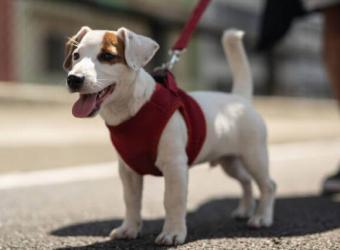 Avoiding Burnt Dog Paws: How to Care for Your Pup’s Paws in the Summer Heat