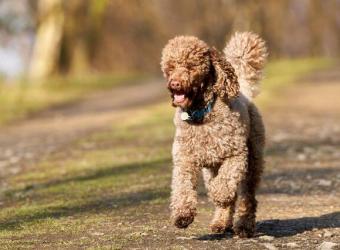 Why Miniature Poodles Remain a Top Choice for a Canine Companion Despite These 3 Health Issues
