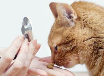 Why Skipping Cat Wellness Visits Can Be Risky: A Veterinarian's Point of View
